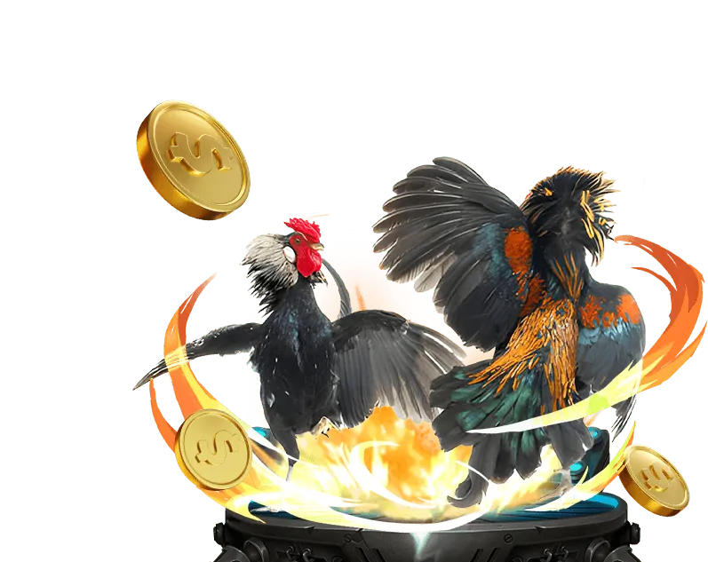 Hình ảnh gà Tre, giống gà đòn nổi tiếng