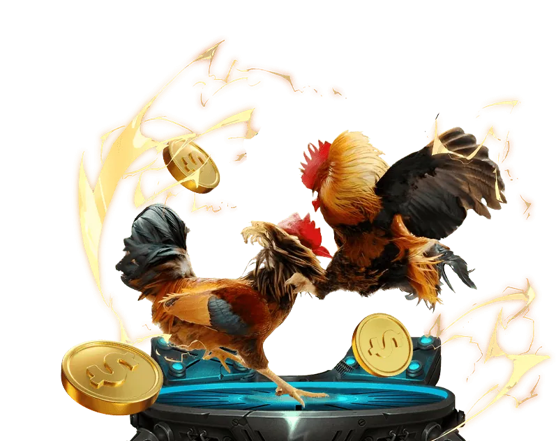 Đá Gà Đòn Trực Tiếp